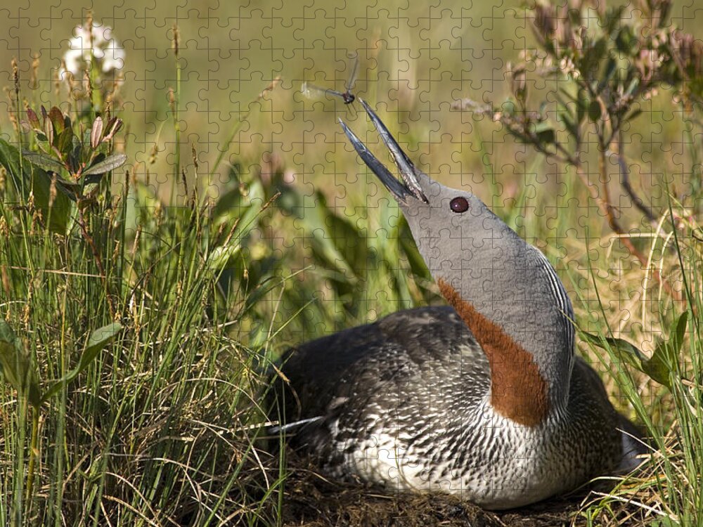 Feb0514 Jigsaw Puzzle featuring the photograph Red-throated Loon Snaps At Dragonfly by Michael Quinton