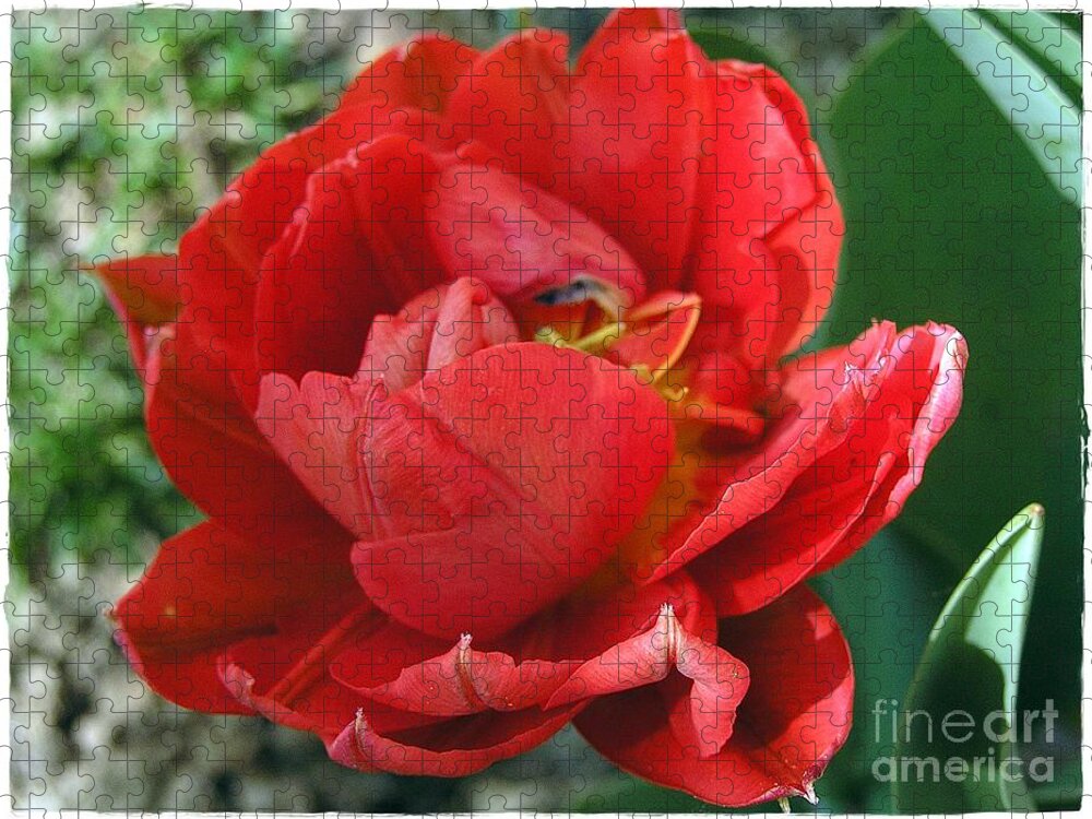 Red Tulip Jigsaw Puzzle featuring the photograph Red Tulip by Vesna Martinjak