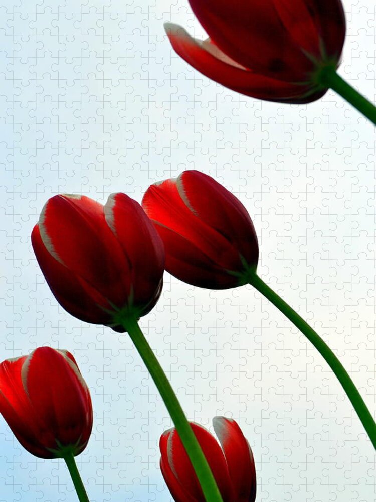 Photograph Jigsaw Puzzle featuring the photograph Red Tulips from the Bottom Up VII by Michelle Calkins