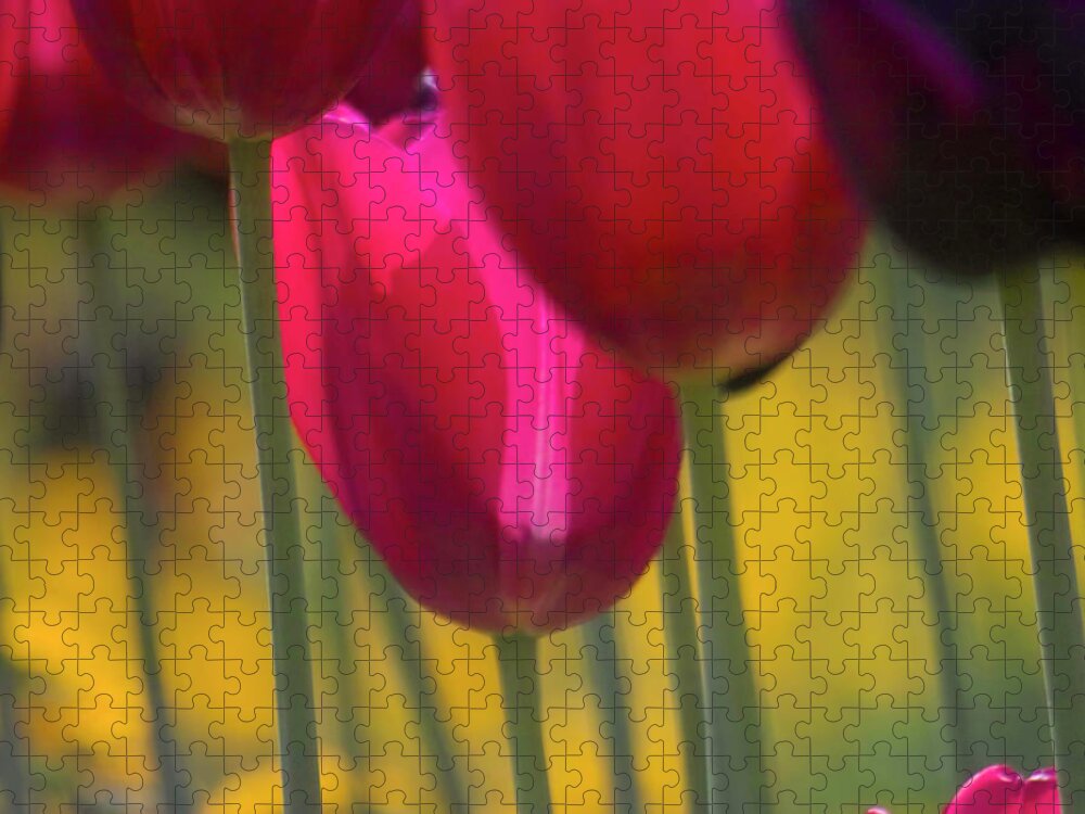 Tulip Jigsaw Puzzle featuring the photograph Red Tulips by Heiko Koehrer-Wagner
