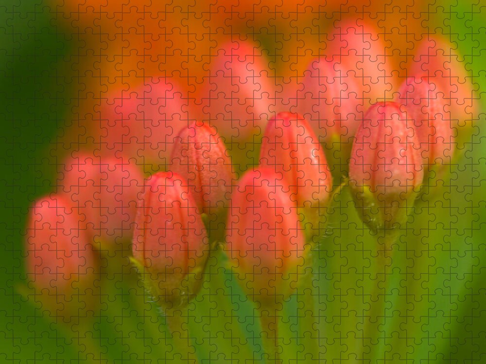 Tulip Jigsaw Puzzle featuring the photograph Red Tulips by Sebastian Musial