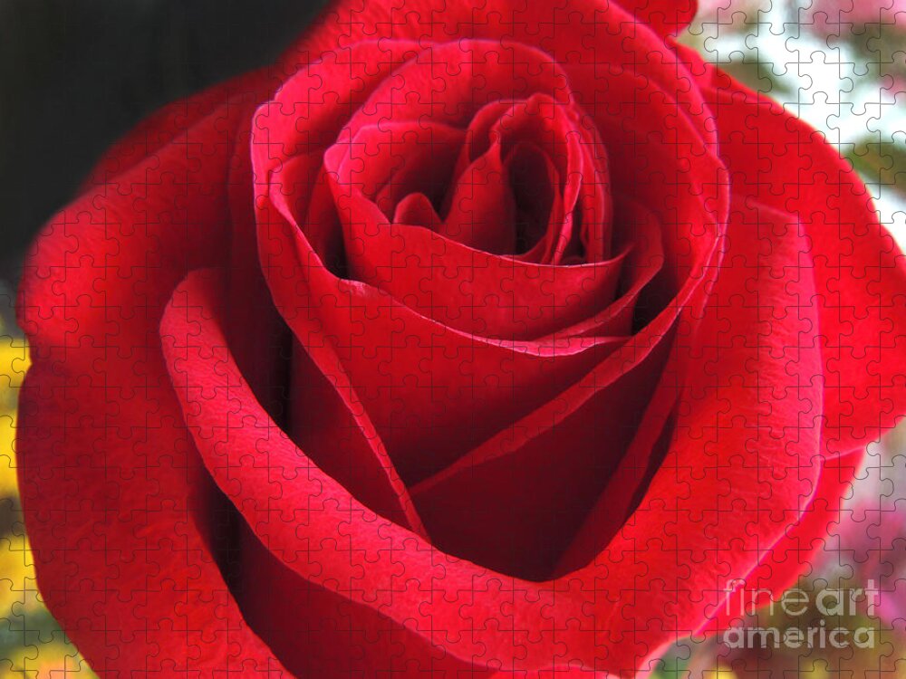 Red Rose Jigsaw Puzzle featuring the photograph Red Velvet by Kristine Widney