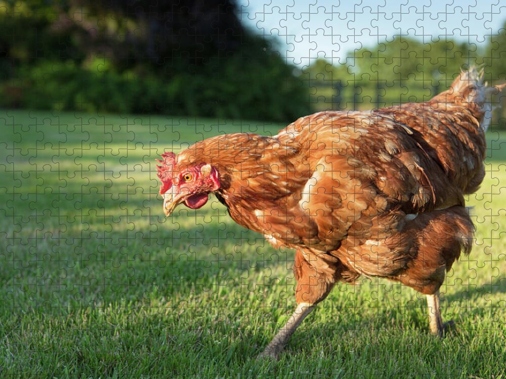 Grass Jigsaw Puzzle featuring the photograph Red Warren Hen by Peter Chadwick Lrps