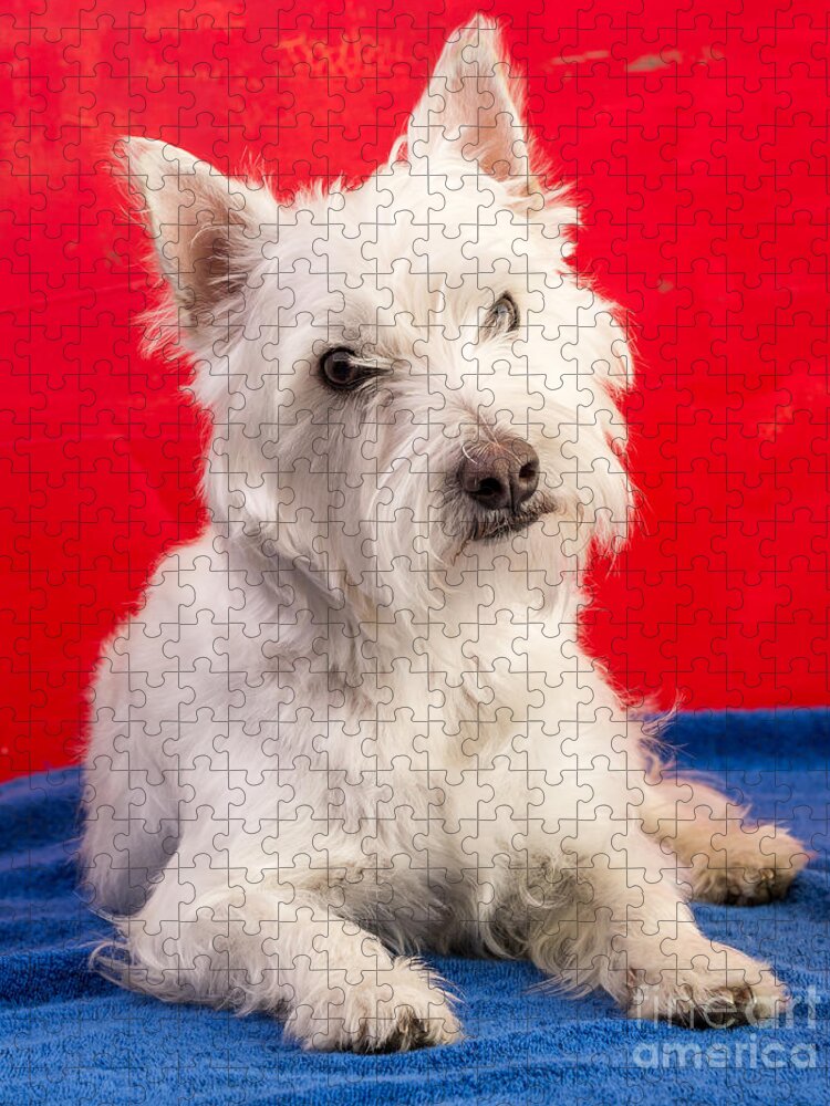 Animal Jigsaw Puzzle featuring the photograph Red White and Blue Westie by Edward Fielding