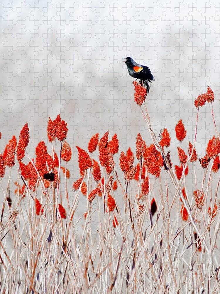 Dunns Marsh Jigsaw Puzzle featuring the photograph Red Winged Blackbird On Sumac by Steven Ralser