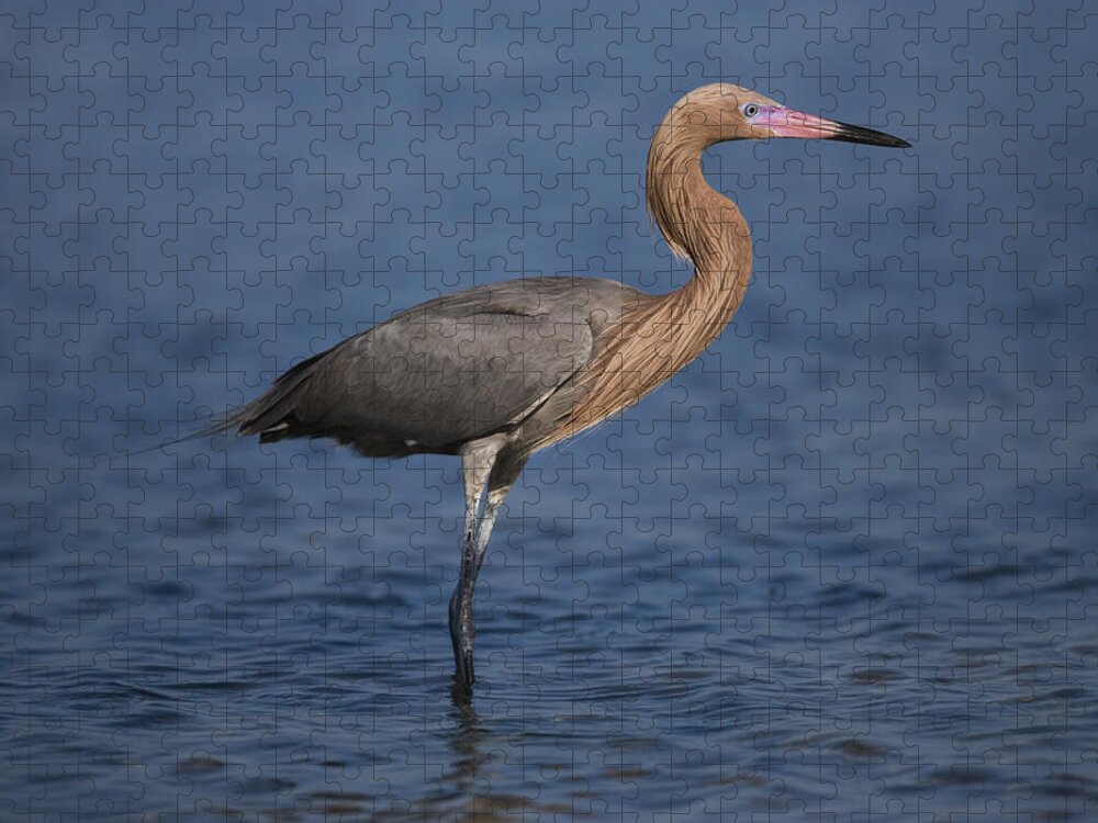 Feb0514 Jigsaw Puzzle featuring the photograph Reddish Egret Wading Texas by Tom Vezo