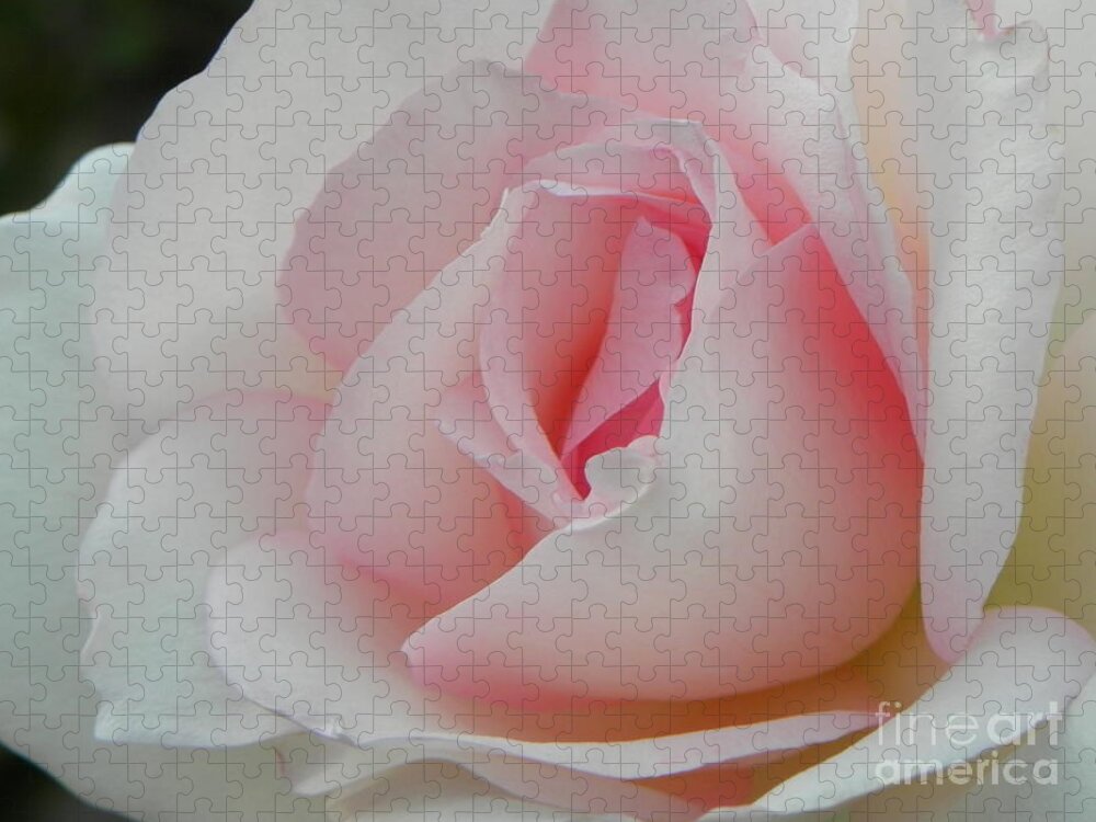 Rose Jigsaw Puzzle featuring the photograph Resplendent by Deb Halloran