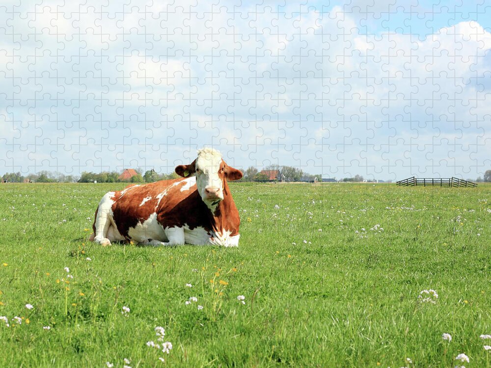 Scenics Jigsaw Puzzle featuring the photograph Resting Cow by Marcel Ter Bekke