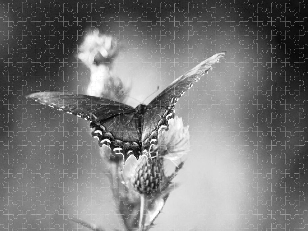 Butterfly Jigsaw Puzzle featuring the photograph Resting in Black and White by Linda Segerson