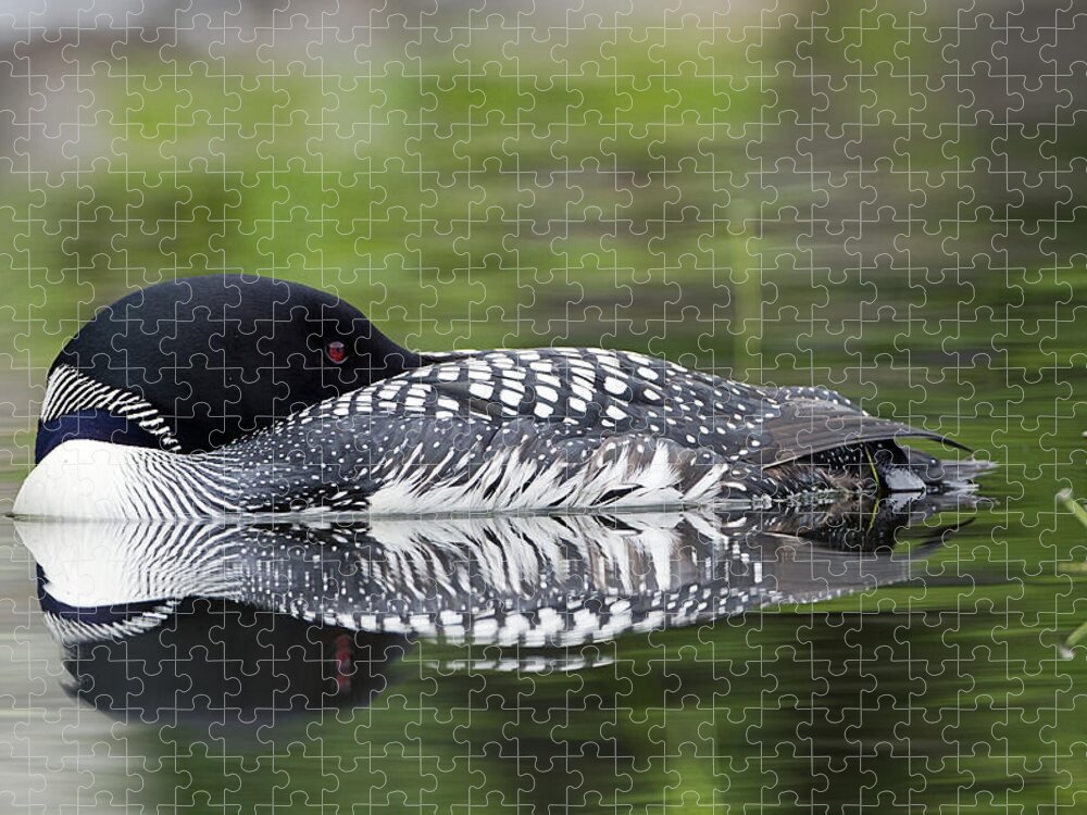 Common Loon Jigsaw Puzzle featuring the photograph Resting Loon by John Vose