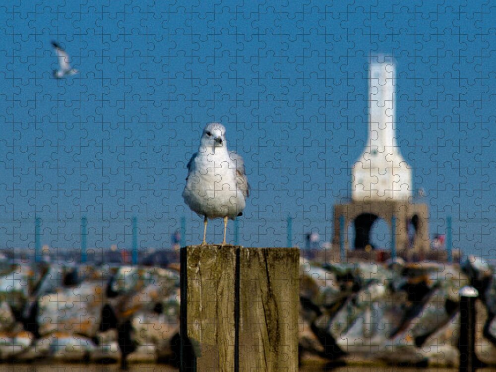 Seagull Jigsaw Puzzle featuring the photograph Resting Spot by James Meyer
