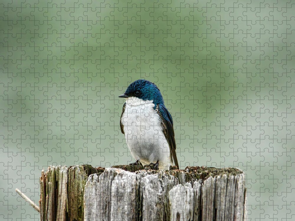 Bird Jigsaw Puzzle featuring the photograph Resting Swallow by Jai Johnson