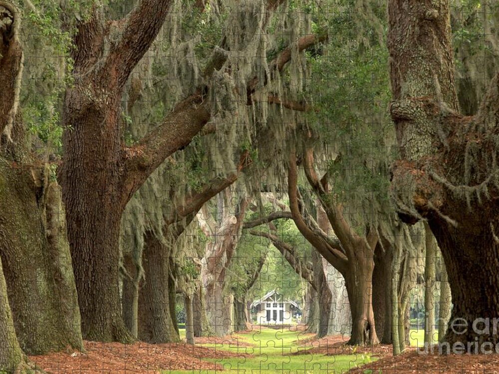 Avenue Of The Oaks Jigsaw Puzzle featuring the photograph Retreat Avenue Of The Oaks by Adam Jewell