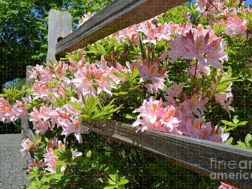 Rhododendron Jigsaw Puzzle featuring the photograph Rhododendrons in Tumwater Falls Park by Zaira Dzhaubaeva