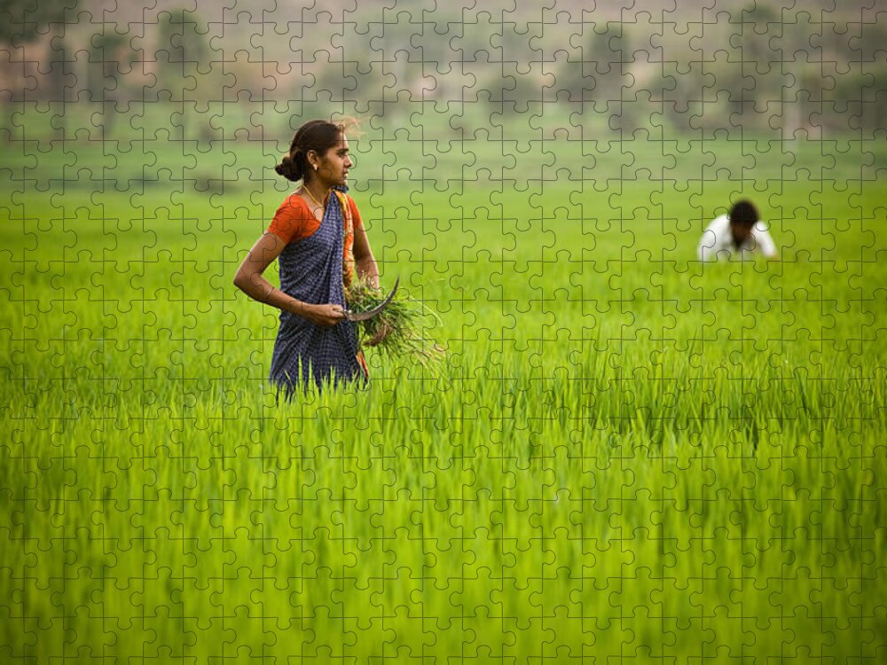 India Jigsaw Puzzle featuring the photograph Rice Harvest by John Magyar Photography