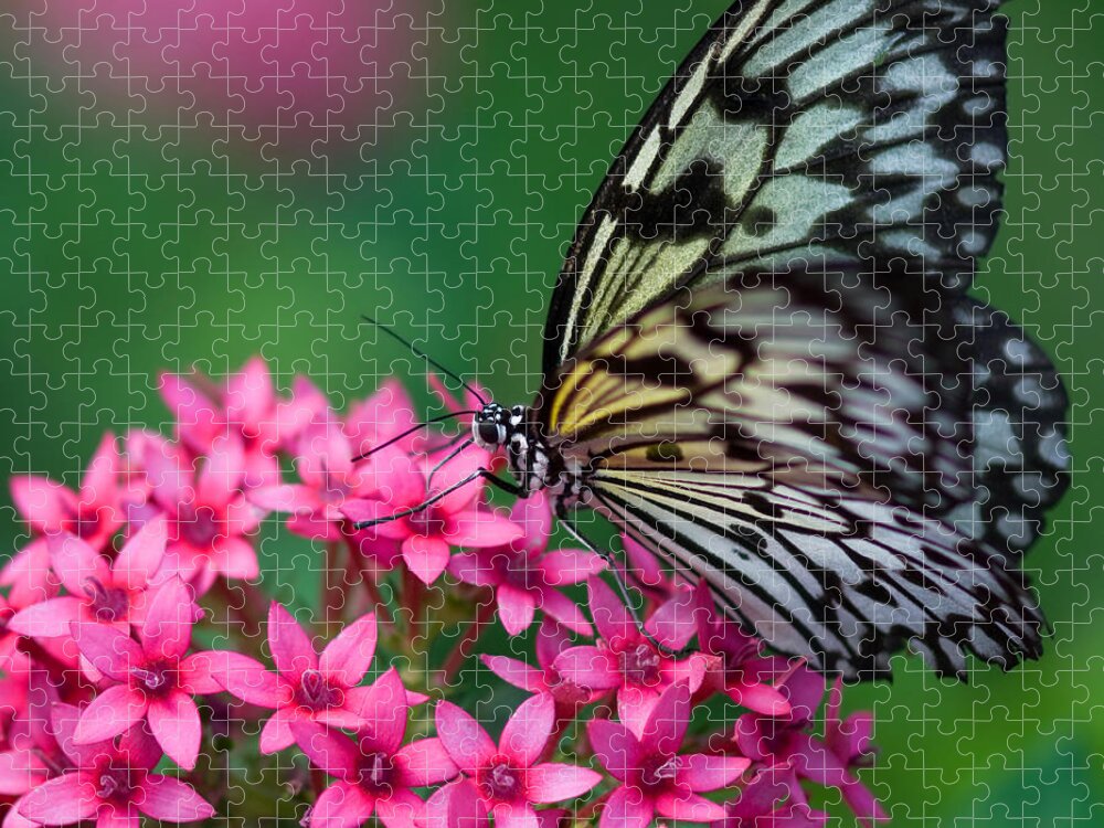 Butterfly Jigsaw Puzzle featuring the photograph Rice Paper Butterfly by Joann Vitali
