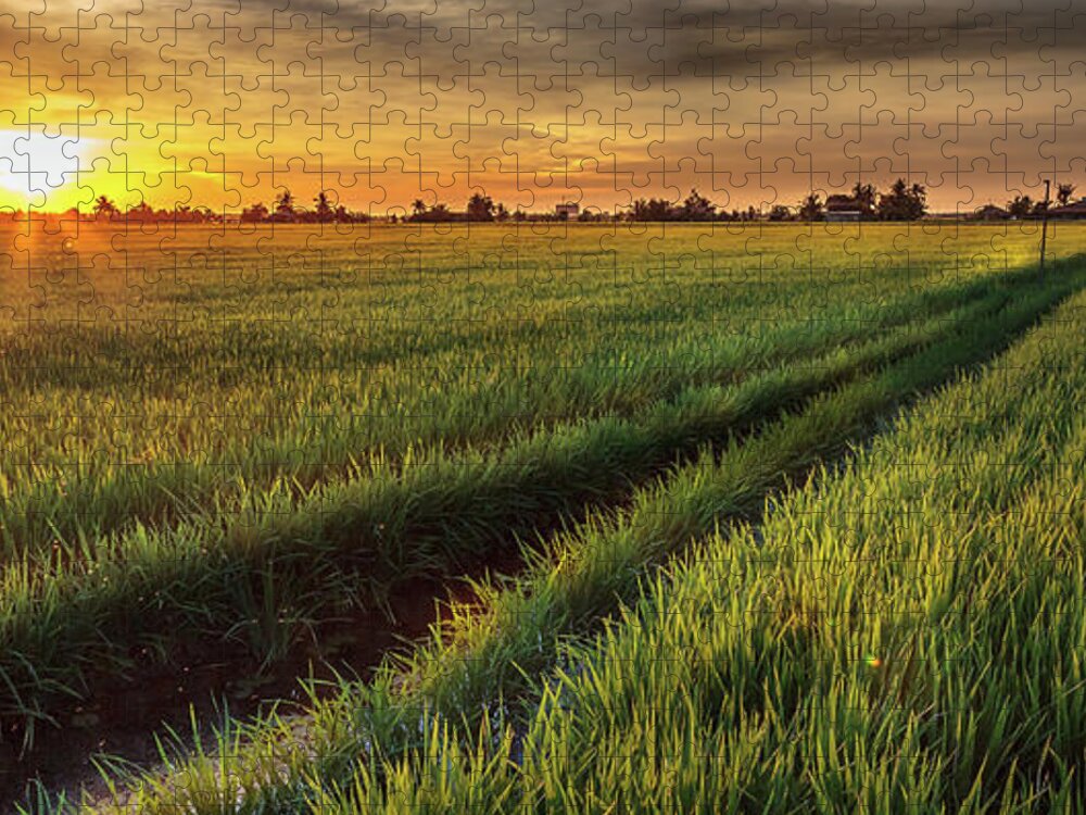 Tranquility Jigsaw Puzzle featuring the photograph Rice Production In Thailand by Simonlong