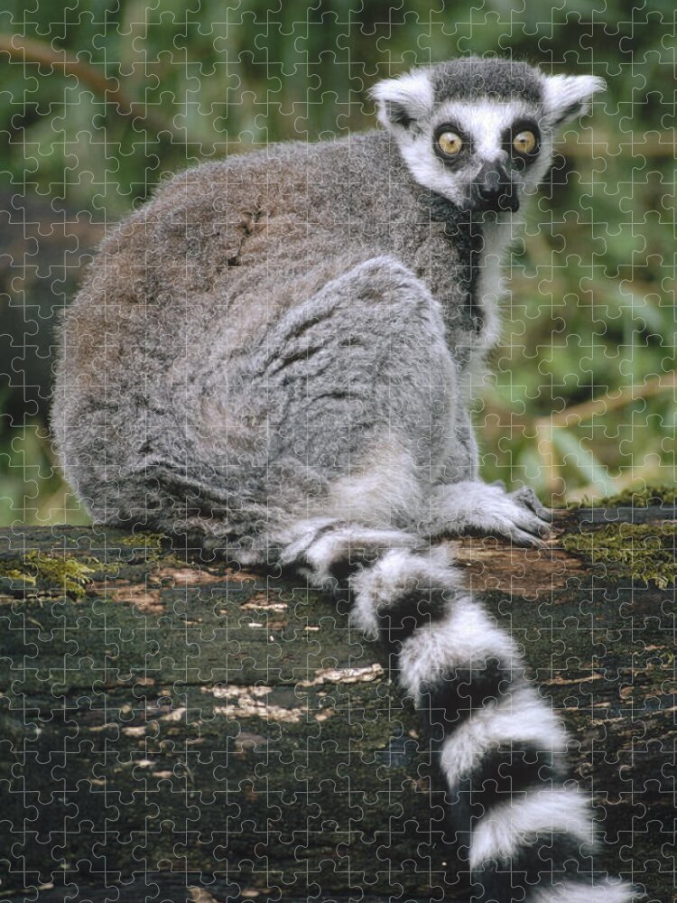 Feb0514 Jigsaw Puzzle featuring the photograph Ring-tailed Lemur Portrait Madagascar by Gerry Ellis