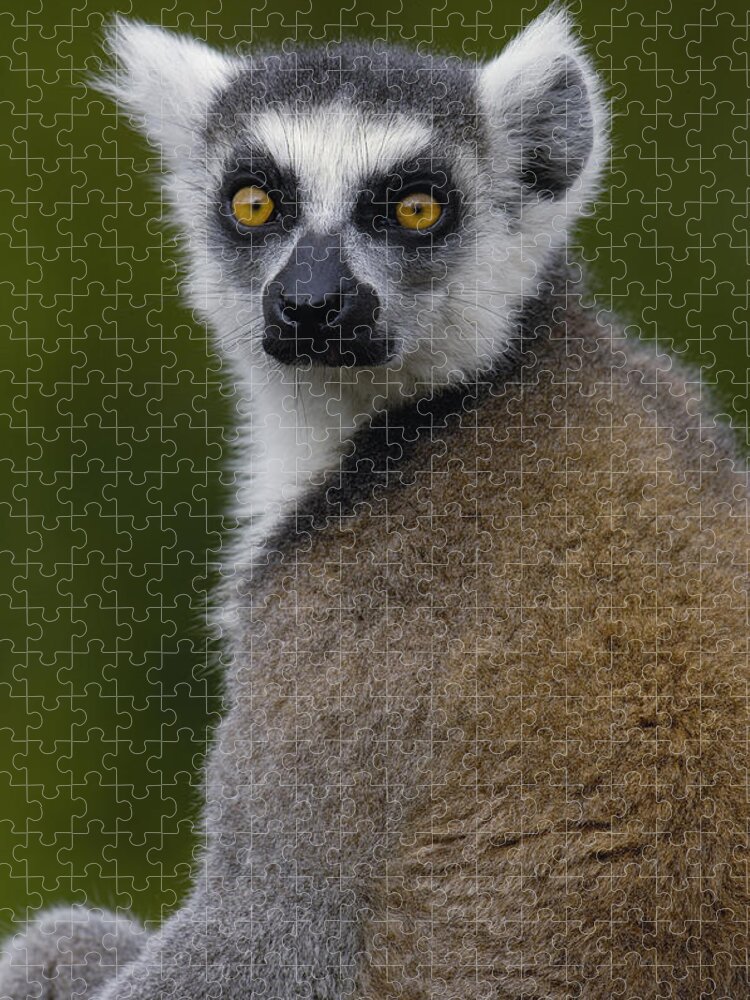 Feb0514 Jigsaw Puzzle featuring the photograph Ring-tailed Lemur Portrait Madagascar by Pete Oxford