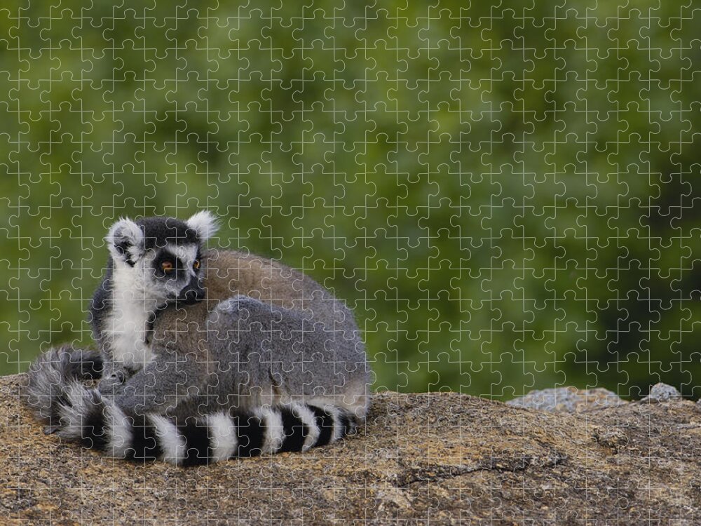 Feb0514 Jigsaw Puzzle featuring the photograph Ring-tailed Lemur Resting On Rocks by Pete Oxford