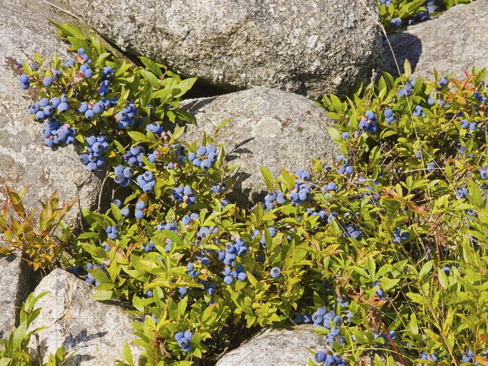 Blueberry Jigsaw Puzzle featuring the photograph Ripe Maine Low Bush Wild Blueberries Photograph by Keith Webber Jr