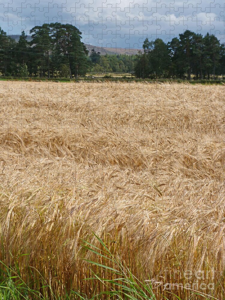 Barley Jigsaw Puzzle featuring the photograph Ripening Barley - Speyside by Phil Banks