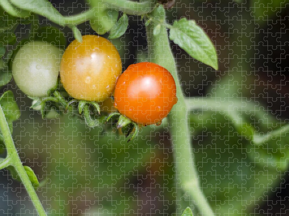 Tomatos Jigsaw Puzzle featuring the photograph Ripening by Heather Applegate