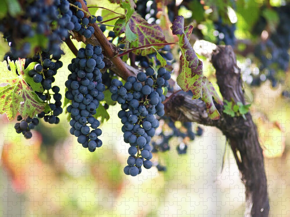 Hanging Jigsaw Puzzle featuring the photograph Ripening Red Virginia Wine Grapes by Karly Pope