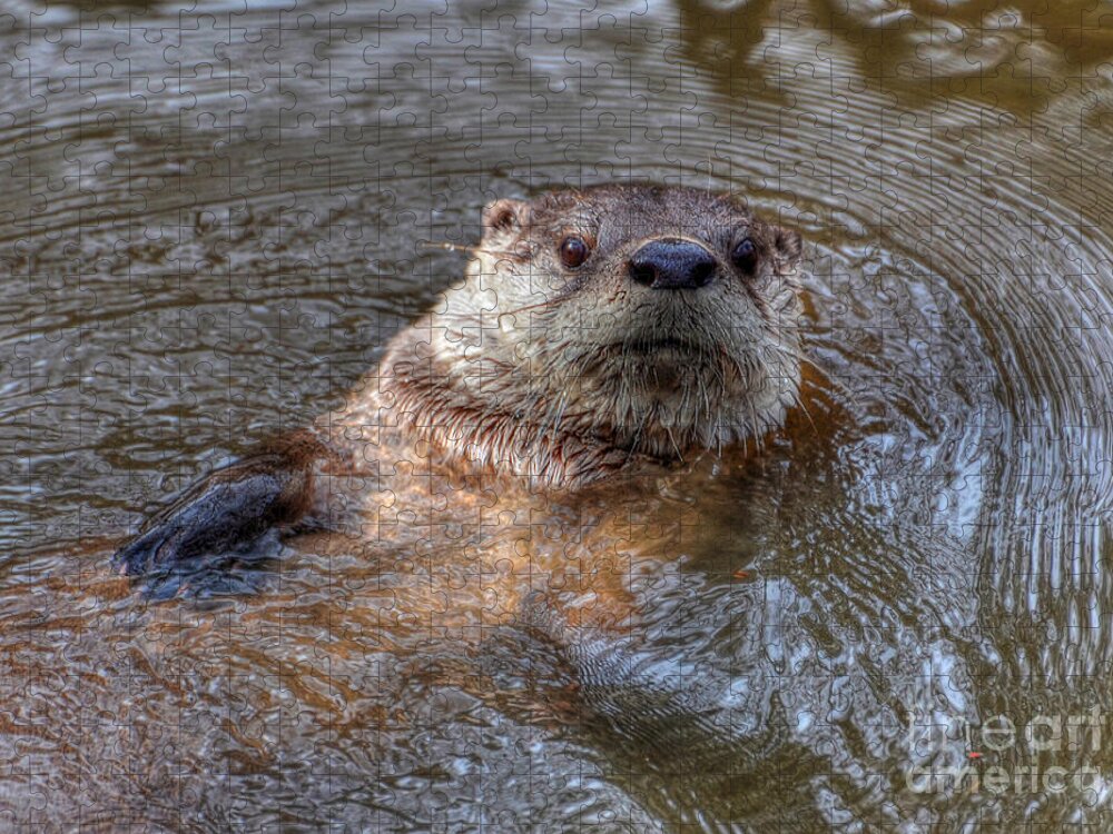 Otter Jigsaw Puzzle featuring the photograph River Otter by Kathy Baccari