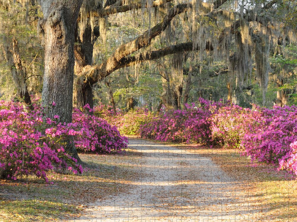 Road Jigsaw Puzzle featuring the photograph Road with live oaks and azaleas by Bradford Martin