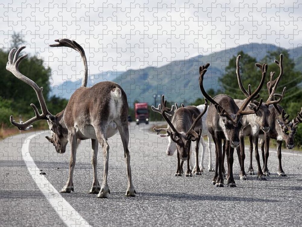 Horned Jigsaw Puzzle featuring the photograph Roadblock by Larabelova