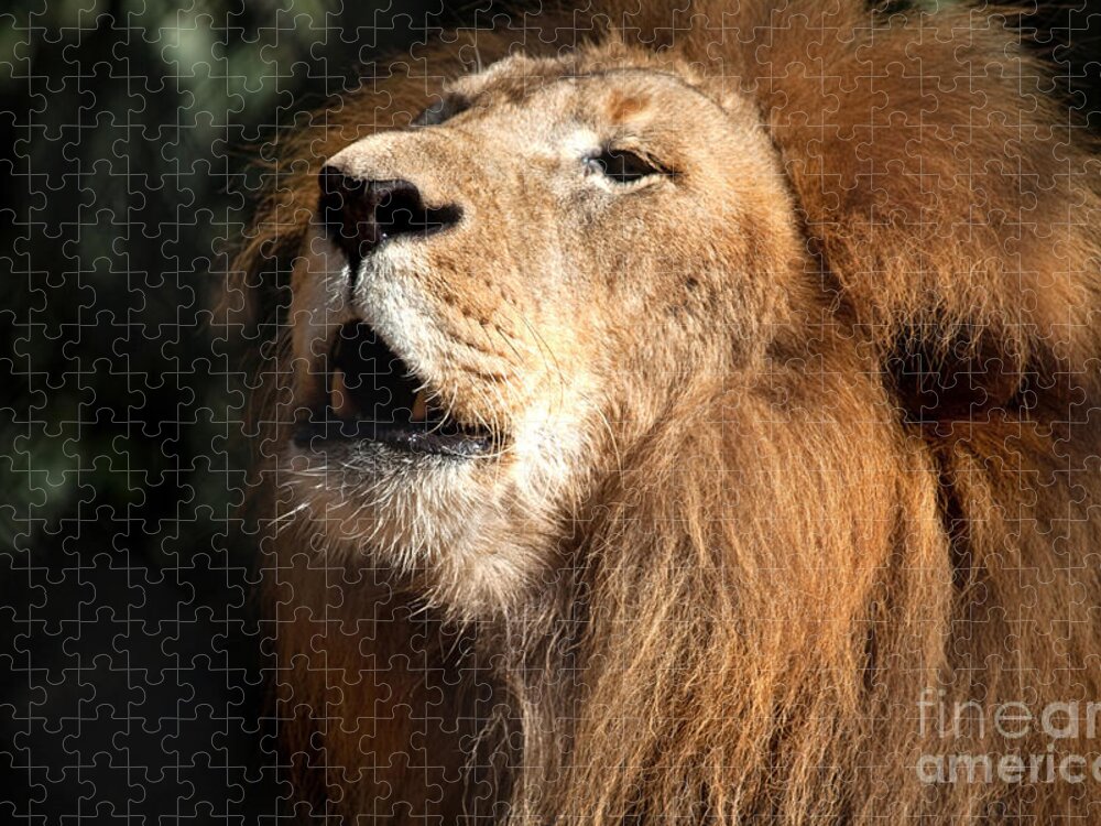 Lion Jigsaw Puzzle featuring the photograph Roar - African Lion by Meg Rousher