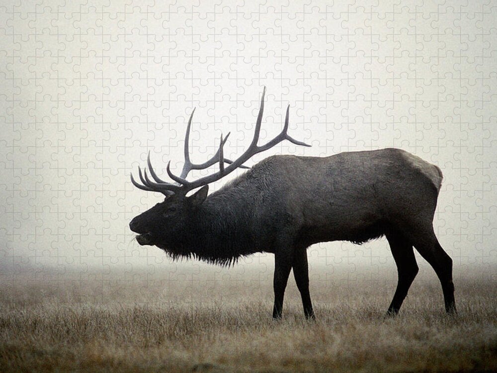 Animal Jigsaw Puzzle featuring the photograph Rocky Mountain Elk Bugling by Phil A. Dotson