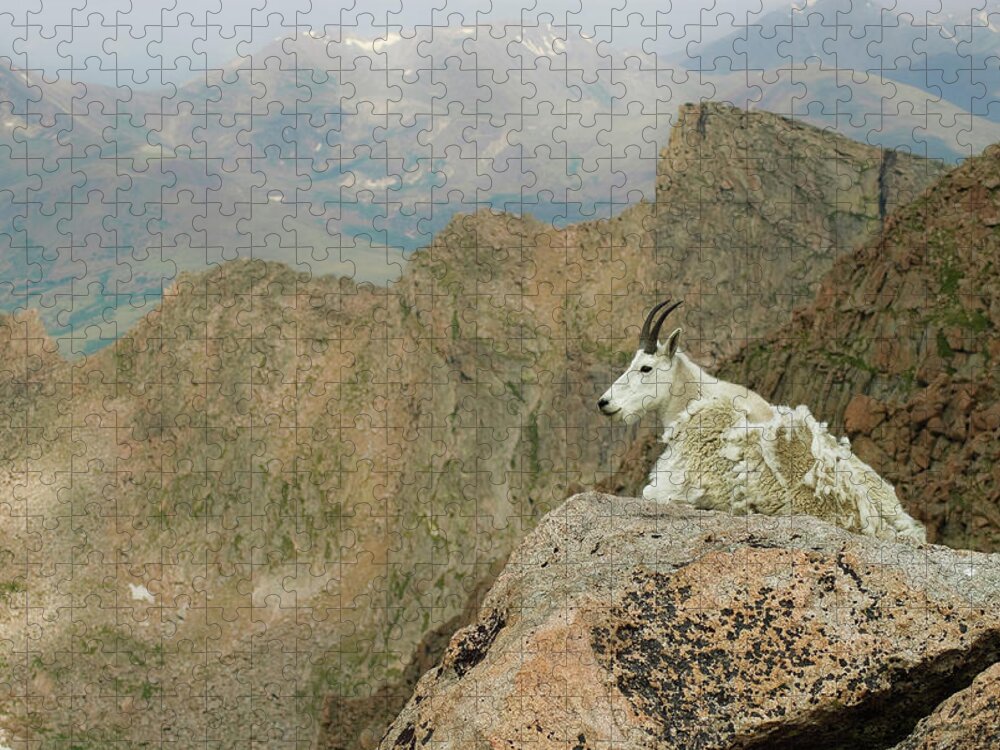 Horned Jigsaw Puzzle featuring the photograph Rocky Mountain Goat by Robin Wilson Photography