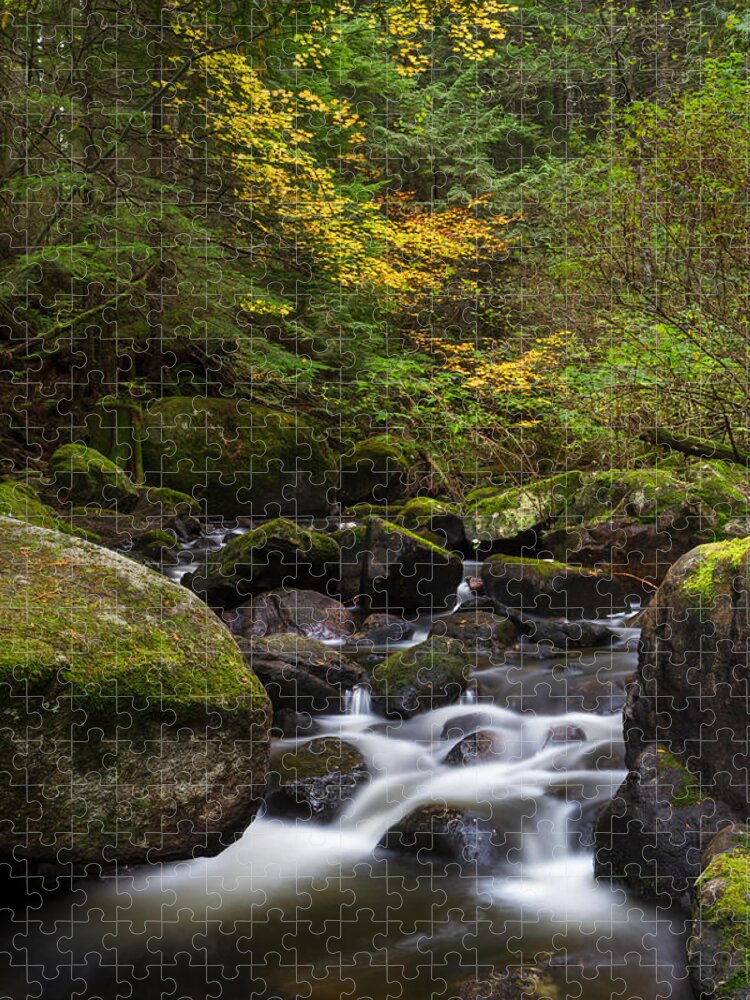 Acer Circinatum Jigsaw Puzzle featuring the photograph Rolley Creek Fall Colours by Michael Russell