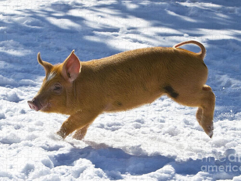 Piglet Jigsaw Puzzle featuring the photograph Romping Piglet by Jean-Louis Klein and Marie-Luce Hubert