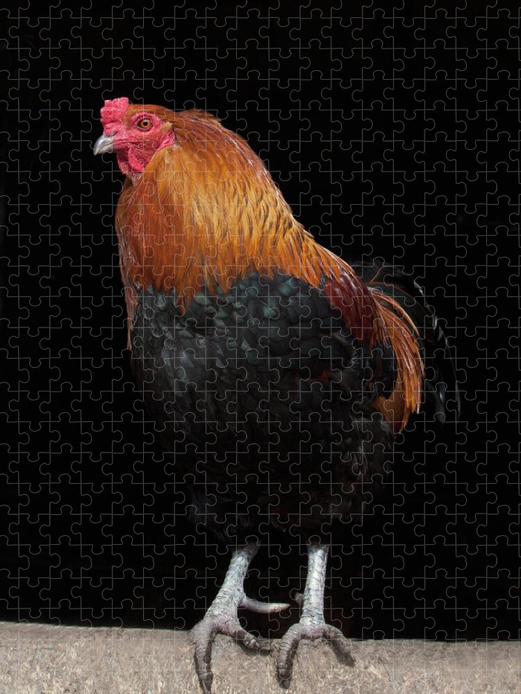 Animal Themes Jigsaw Puzzle featuring the photograph Rooster Sitting On Fence Near Barn by Vicky Kasala Productions