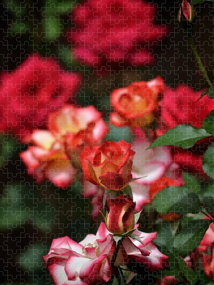 Floral Jigsaw Puzzle featuring the photograph Rose 309 by Pamela Cooper