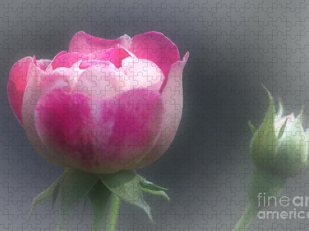 Rose Jigsaw Puzzle featuring the photograph Rose and Bud by Jeremy Hayden