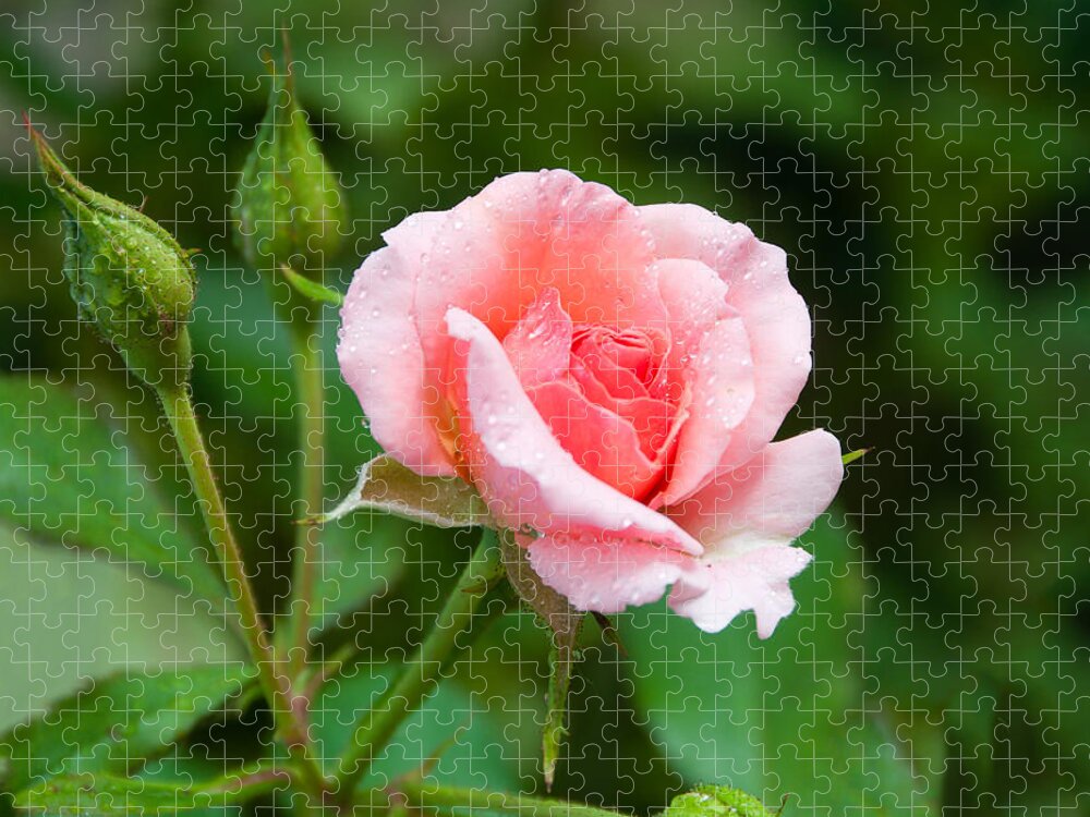 Rose Jigsaw Puzzle featuring the photograph Rose and Raindrops by Georgette Grossman