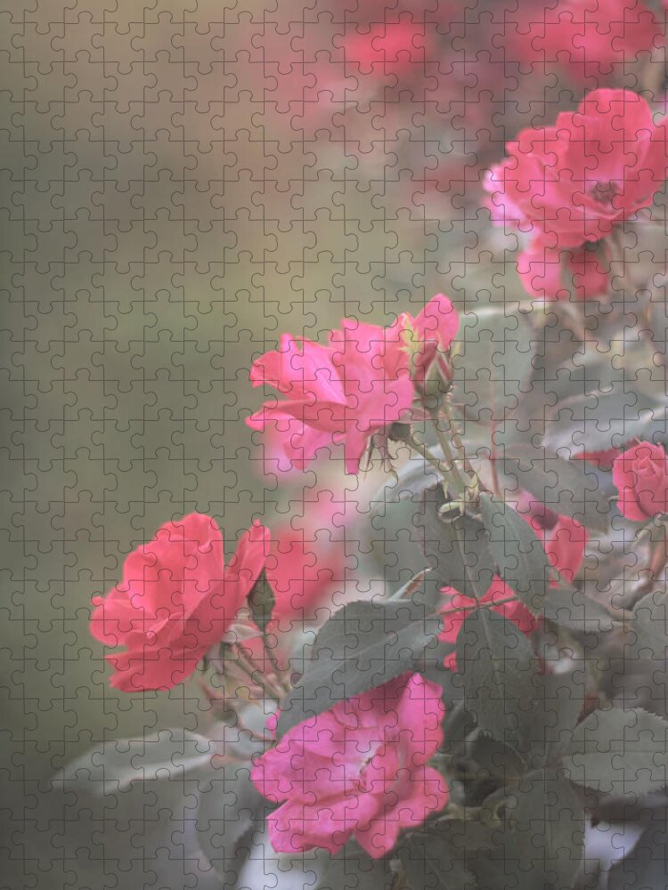 Roses Jigsaw Puzzle featuring the photograph Rose Bush by Stephanie Hollingsworth