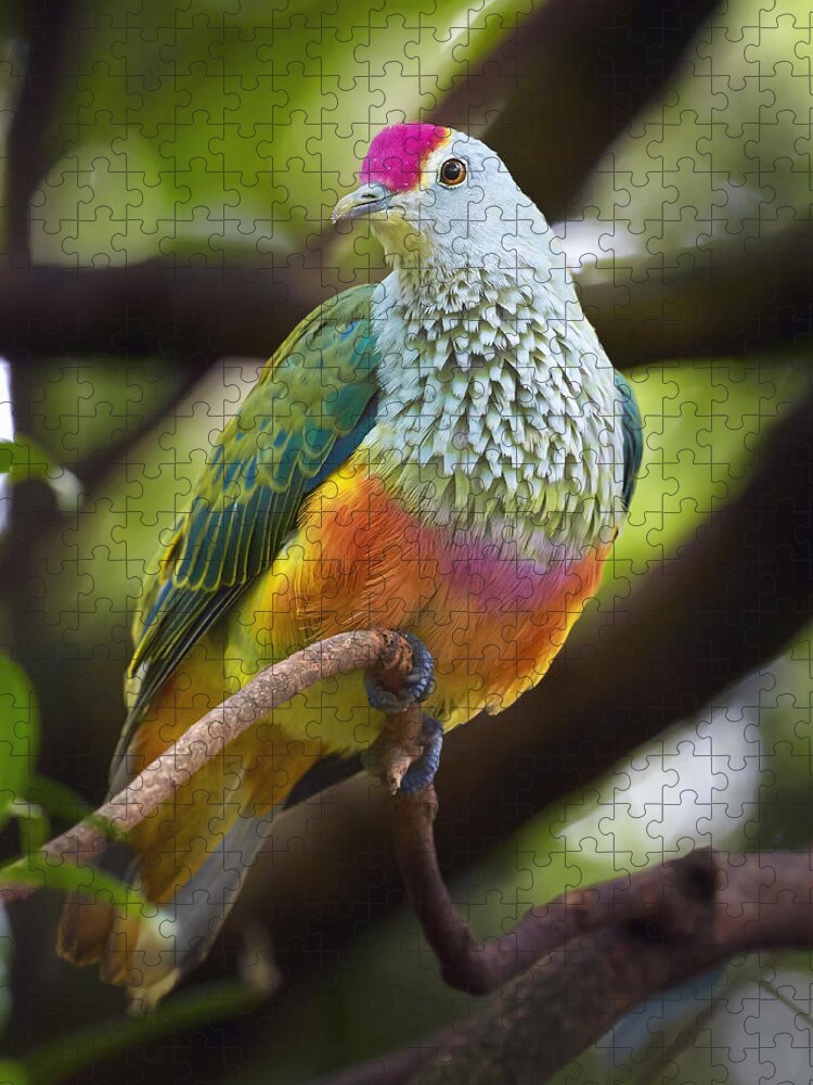Martin Willis Jigsaw Puzzle featuring the photograph Rose-crowned Fruit-dove Australia by Martin Willis
