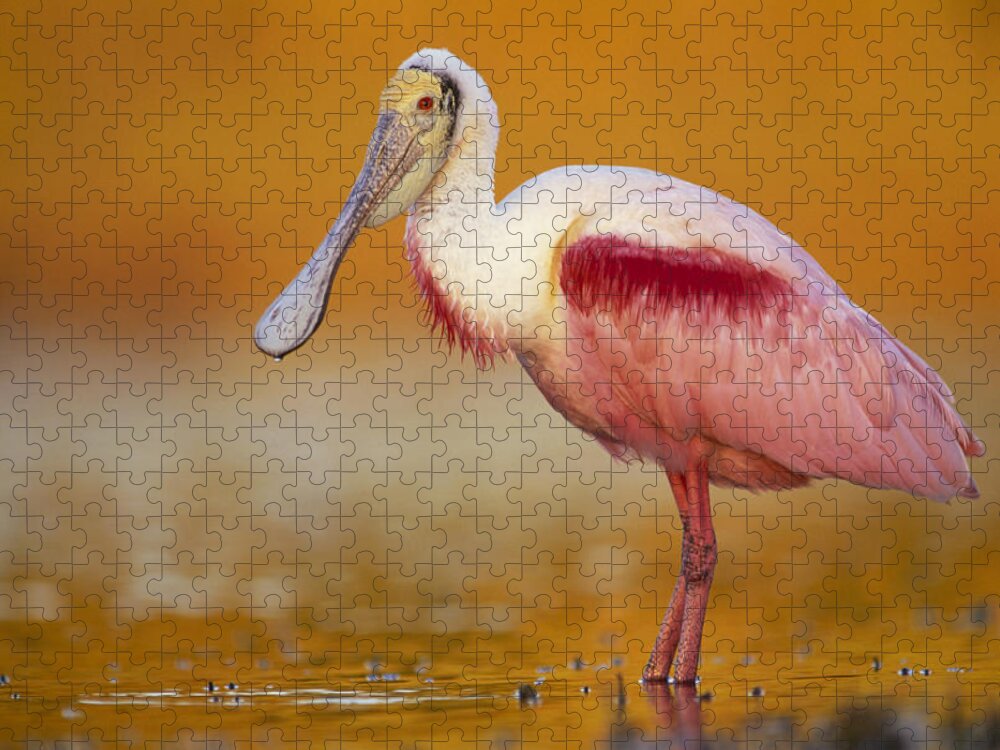 00171406 Jigsaw Puzzle featuring the photograph Roseate Spoonbill in Breeding Plumage by Tim Fitzharris
