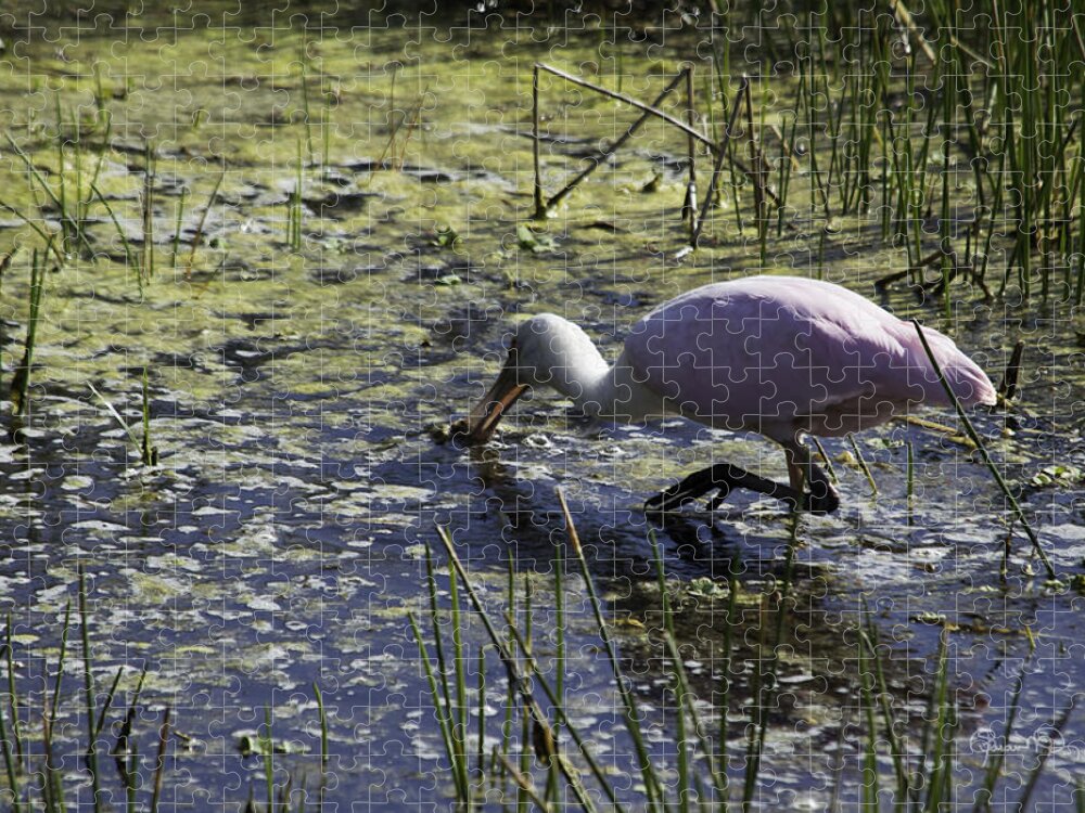 susan Molnar Jigsaw Puzzle featuring the photograph Roseate Spoonbill IX by Susan Molnar
