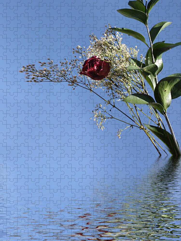 Roses Jigsaw Puzzle featuring the photograph Rosy Reflection - Right Side by Gravityx9 Designs