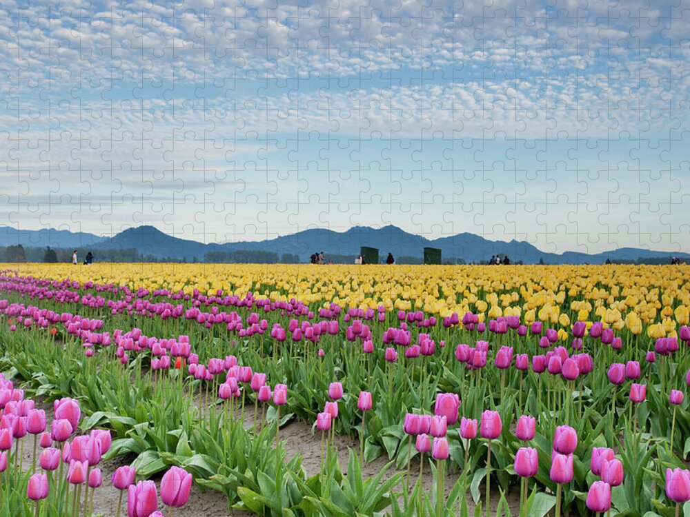 Scenics Jigsaw Puzzle featuring the photograph Rows Of Pink And Yellow Tulips At Farm by John & Lisa Merrill