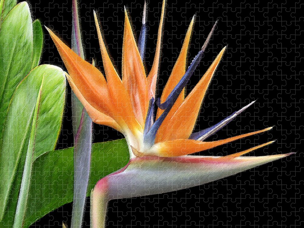 Tropical Flower Jigsaw Puzzle featuring the photograph Royal Beauty I - Bird Of Paradise by Ben and Raisa Gertsberg