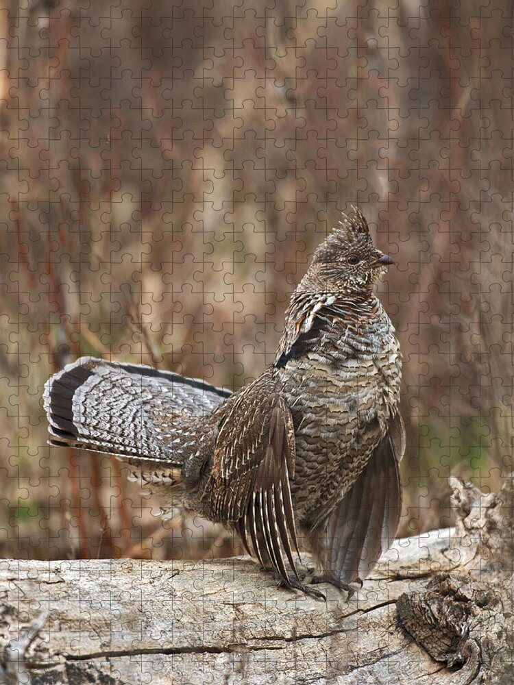 Ruffled Jigsaw Puzzle featuring the photograph Ruffled Grouse drumming 2 by Gary Langley