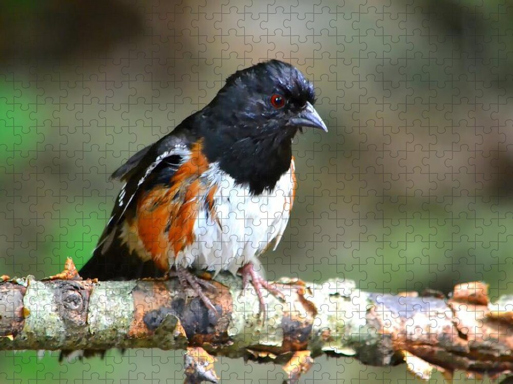 Bird Jigsaw Puzzle featuring the photograph Rufous Sided Towhee by Deena Stoddard