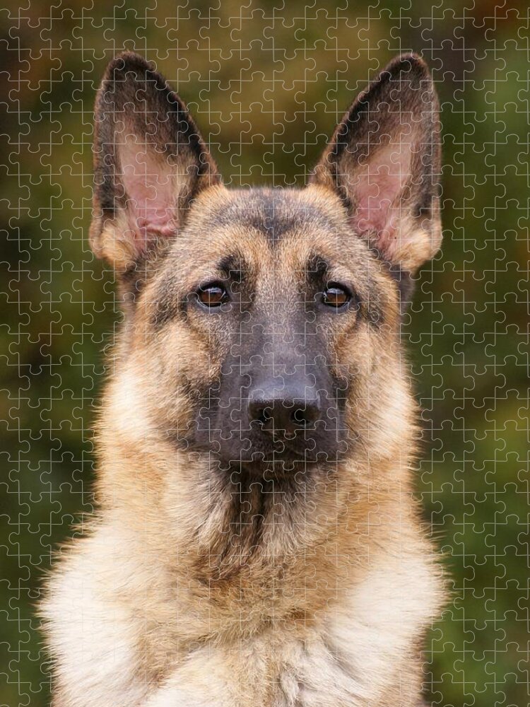 Sable German Shepherd Dog Jigsaw Puzzle